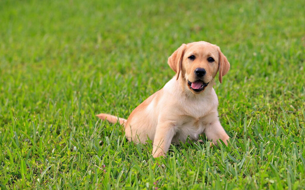 Cheerful Labrador Puppy on Lush Grass - Joyful Wallpaper Background
