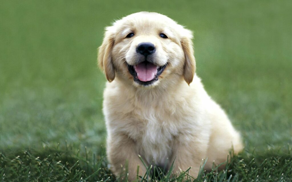 Cheerful Golden Labrador Puppy on Lush Green Grass Wallpaper