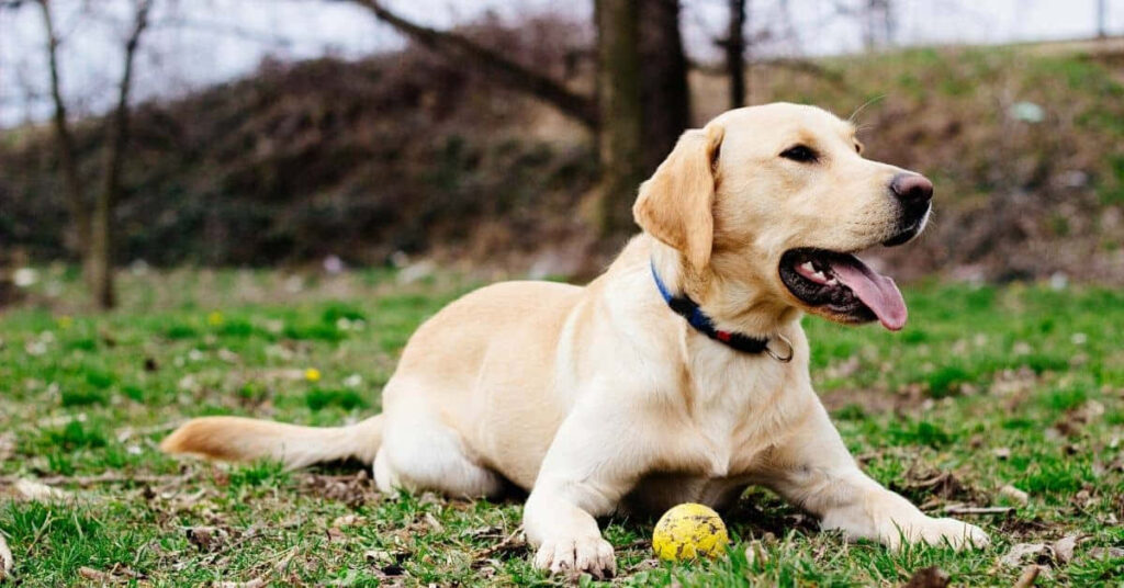 Cheerful Labrador on Grass with Yellow Ball - Outdoor Wallpaper