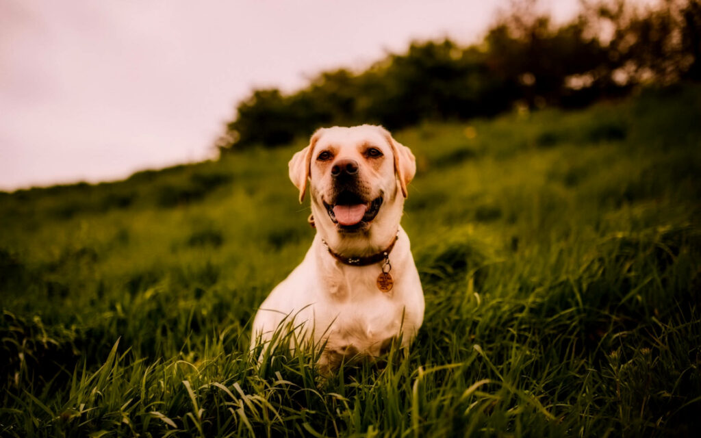 Cheerful Labrador in Lush Grass: Serene Dog Wallpaper Background