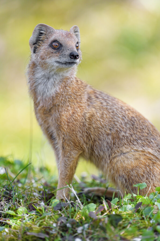 Playful Mongoose Wallpaper in Lush Green Foliage Background