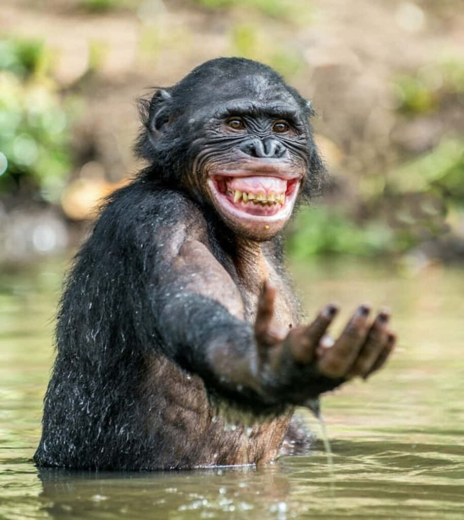Cheerful Monkey Wallpaper: Playful Lake Scene for a Lively Background