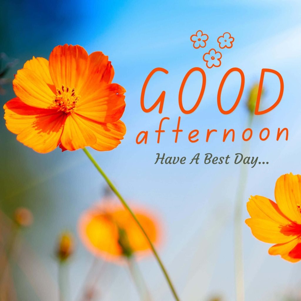 Vibrant orange cosmos flowers with bright blue sky and warm Good Afternoon greeting wallpaper