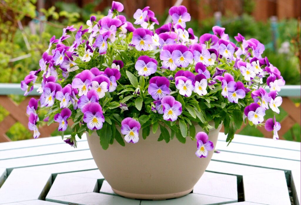 Colorful Pansies Wallpaper: Cheerful Table Background Design