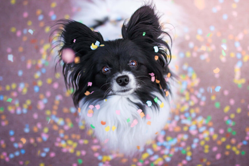 Cheerful Papillon Dog with Colorful Confetti Wallpaper Background