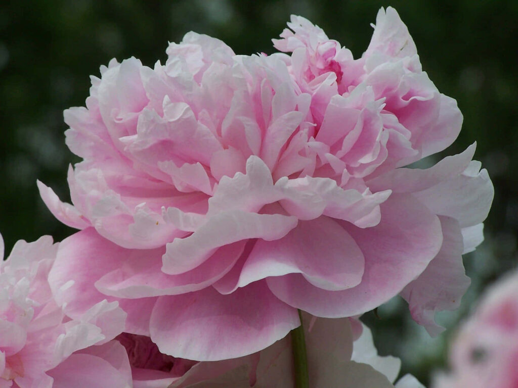 Vibrant Pink Carnation Close-Up: Ruffled Petals Wallpaper Background