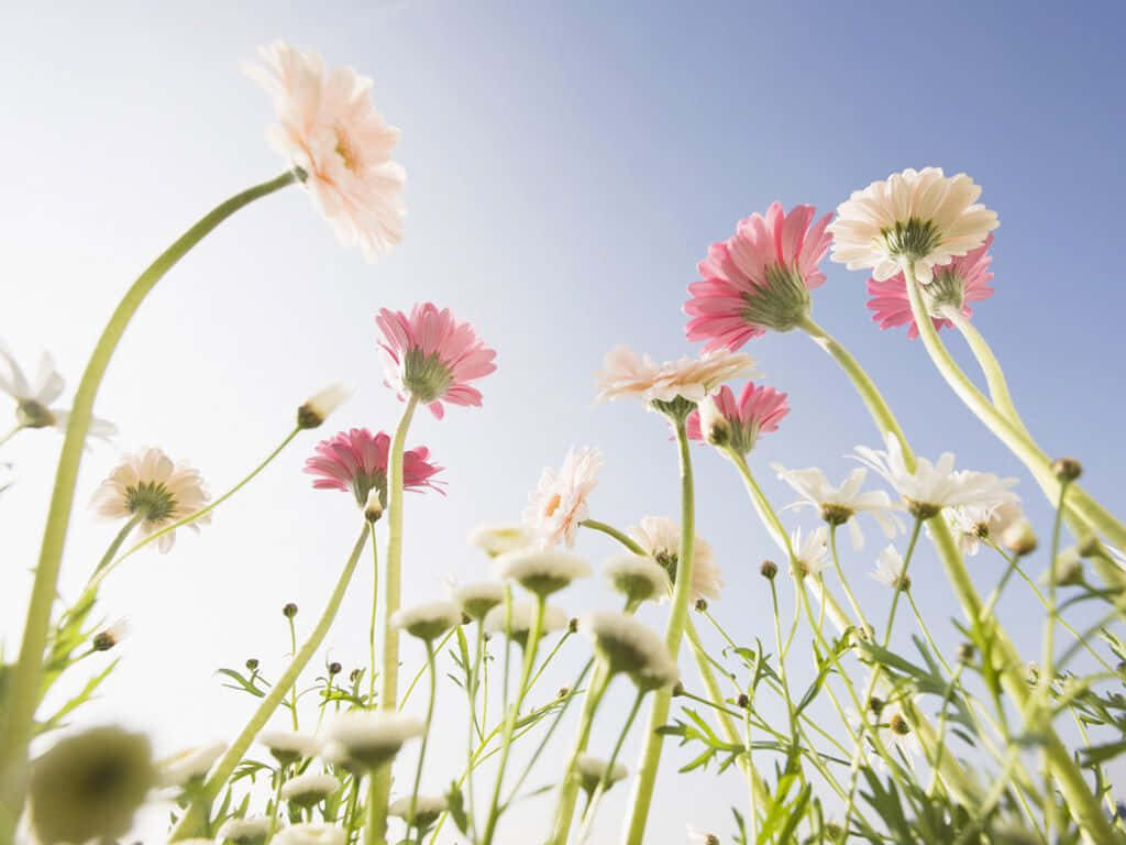 Vibrant Nature Wallpaper: Blooming Pink & White Daisies Background