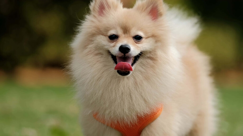 Adorable Pomeranian in Orange Harness: Sunny Day Vibes for Dog Lovers Wallpaper