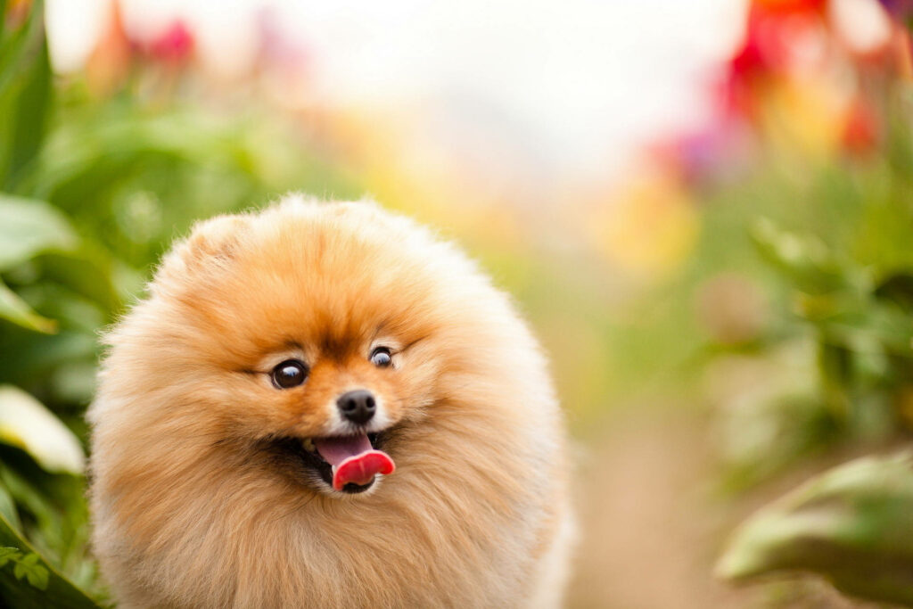 Cheerful Pomeranian in Colorful Flower Garden - Joyful Wallpaper Background