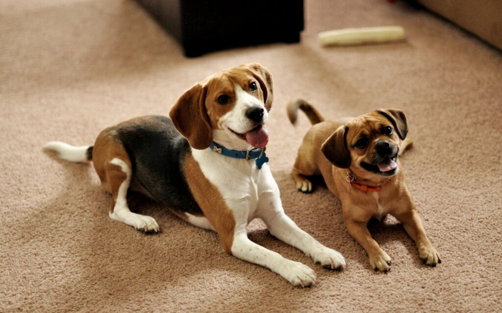 Adorable Puppies on Carpet: Heartwarming Dog Lovers Wallpaper