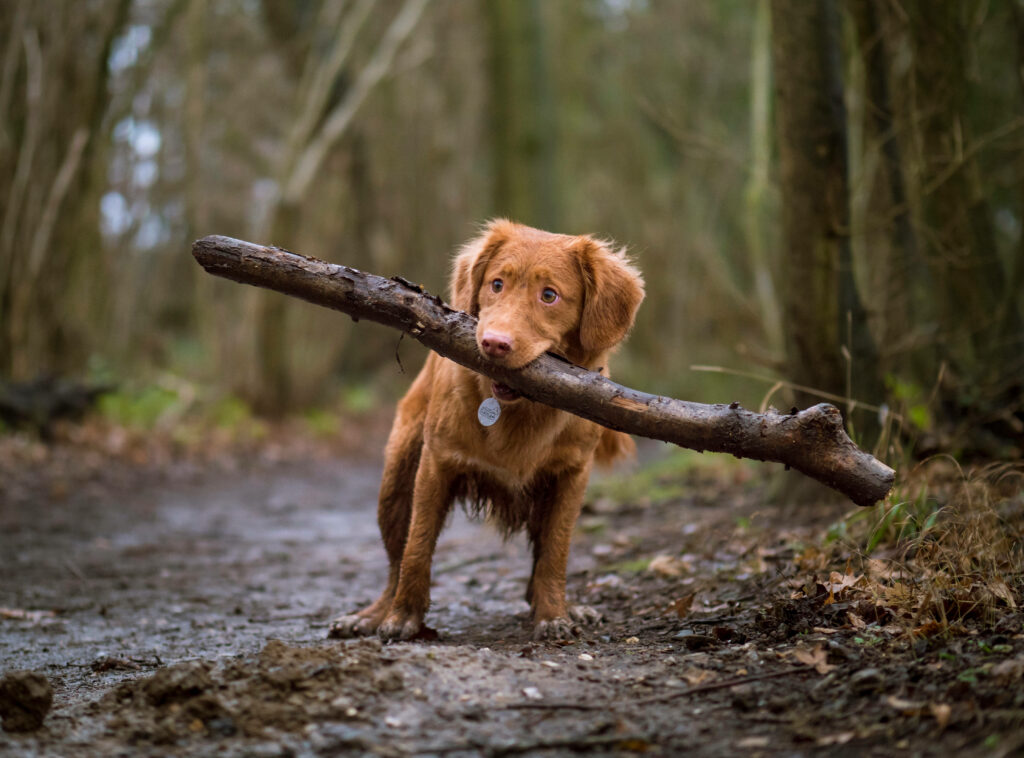 Adventurous Puppy with Stick on Forest Path: Mischief Awaits! Wallpaper