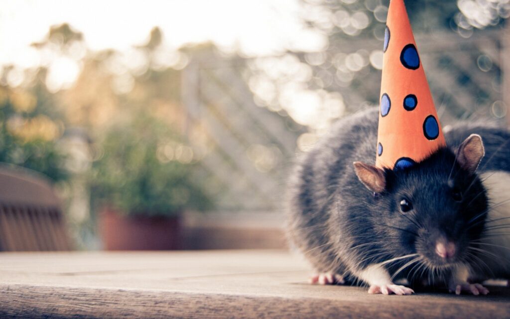 Whimsical Rodent in Festive Hat - Cheerful Wallpaper Background