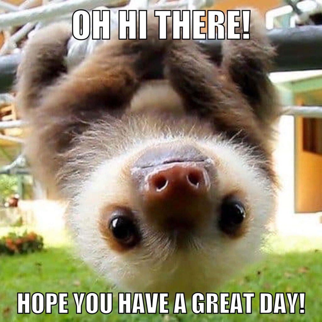 Cheerful Upside Down Sloth Wallpaper: Oh Hi There! Great Day!