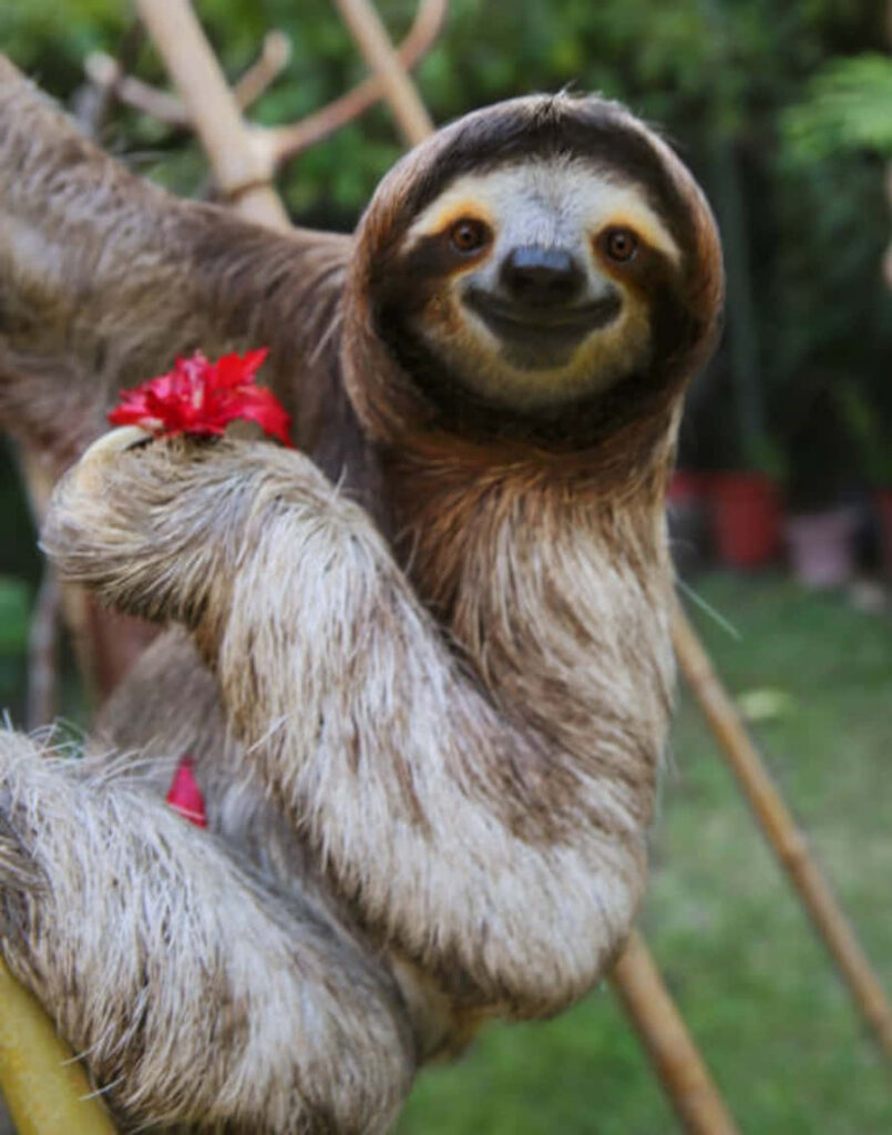 Cheerful Sloth Wallpaper: Tropical Vibes with Lush Green Background