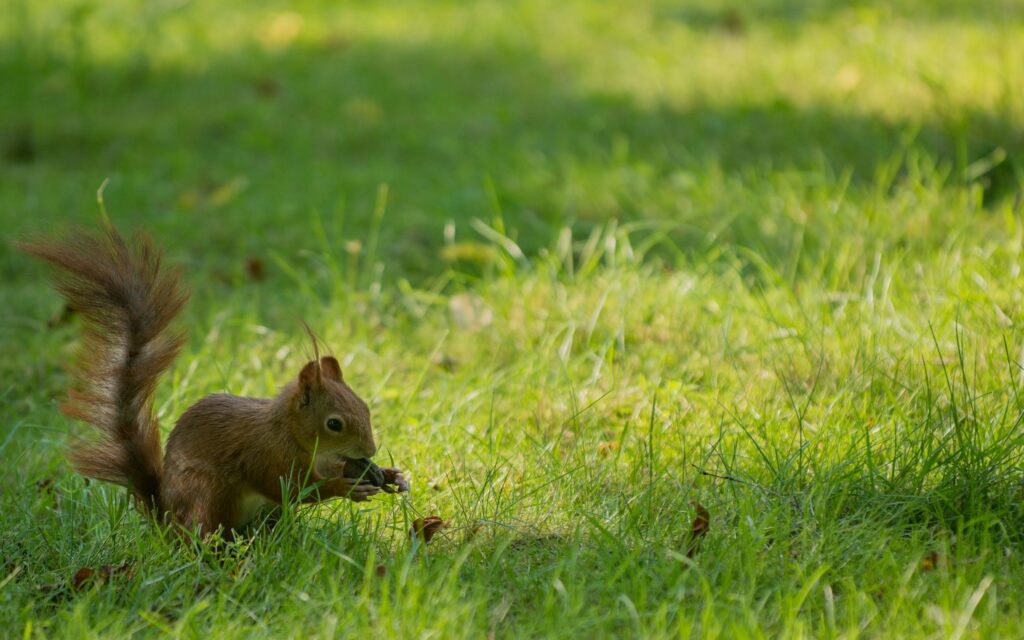 Playful Squirrel Wallpaper: Cheerful Scene in Sunlit Green Grass