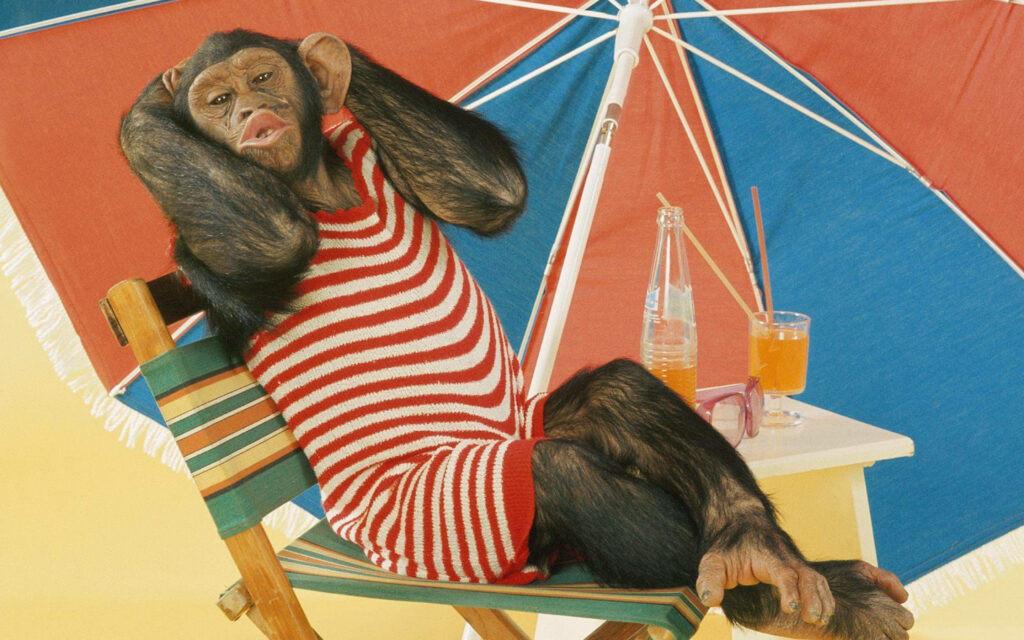Chimpanzee lounging in red white beachwear under colorful umbrella with summer drinks background Wallpaper