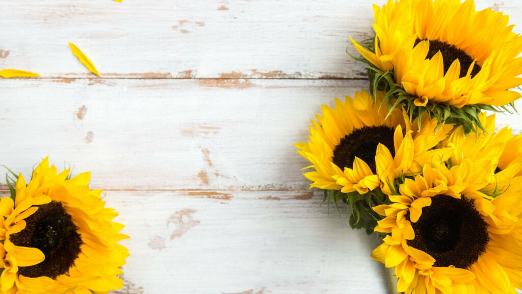 Cheerful Sunflowers on Rustic White Wood - Vibrant Desktop Wallpaper