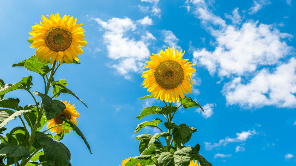 Bright Blue Sky with Sunflowers Wallpaper - Cheerful Nature Background