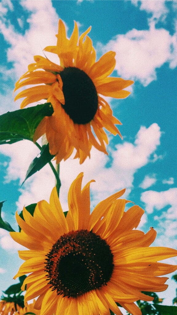 Vibrant Sunflower Wallpaper: Cheerful Bloom Against Blue Sky