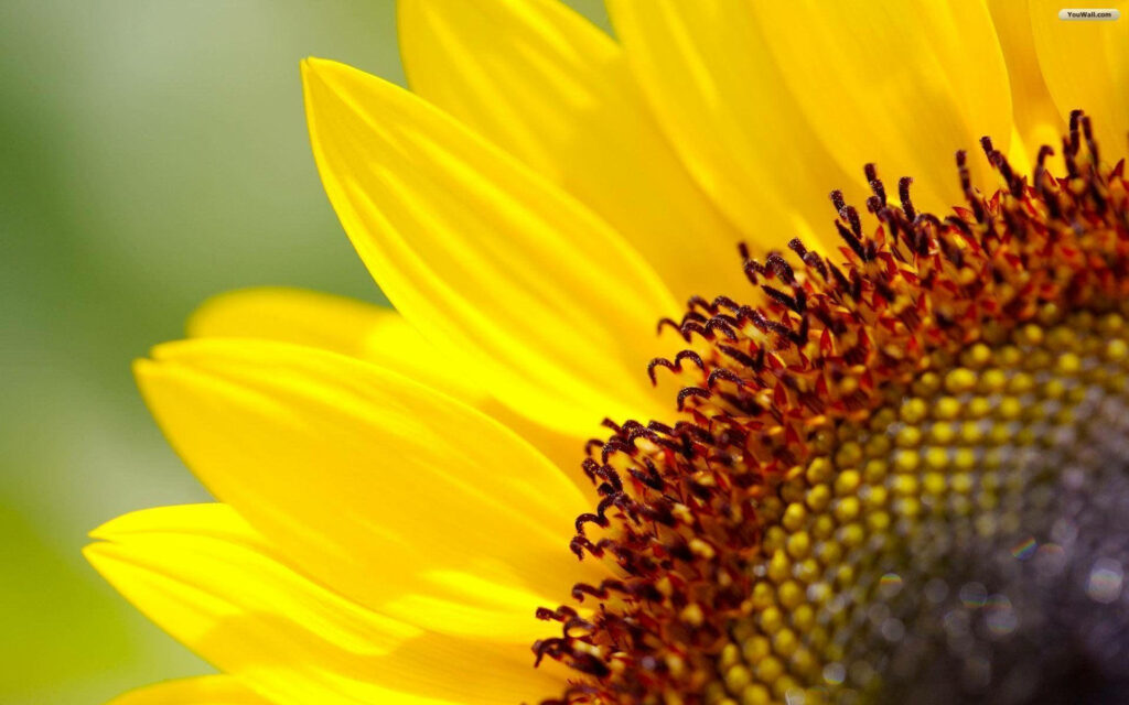 Cheerful Sunflower Wallpaper: Bright Yellow Petals for Your Desktop