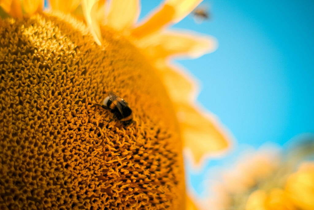 Sunny Sunflower Wallpaper: Bee on Yellow Petals & Blue Sky