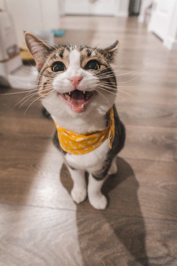 Funny tabby cat with yellow bandana grinning wide on wooden floor high-quality wallpaper