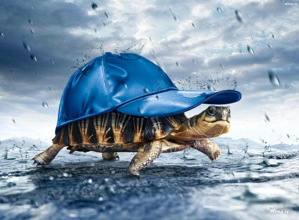 Cheerful Tortoise Wallpaper: Playful Blue Cap & Raindrop Background