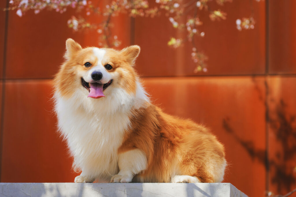 Cheerful Welsh Corgi Wallpaper Against Warm Orange Background