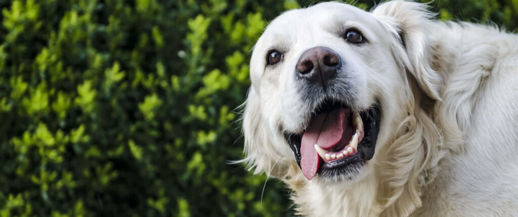 Cheerful Golden Retriever Wallpaper with Lush Green Foliage