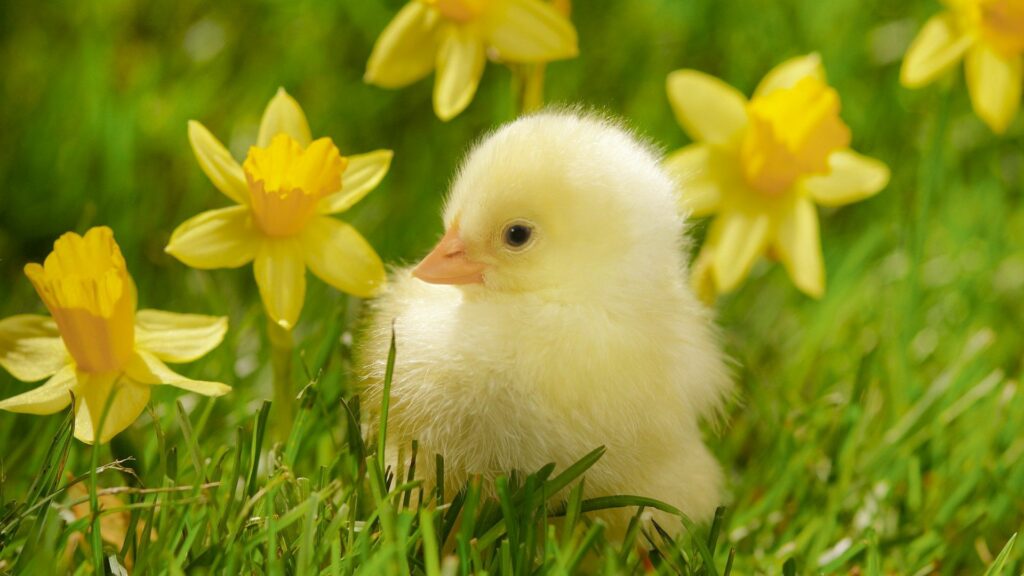 Charming Fluffy Yellow Chick in Spring Grass - 1920x1080 Wallpaper