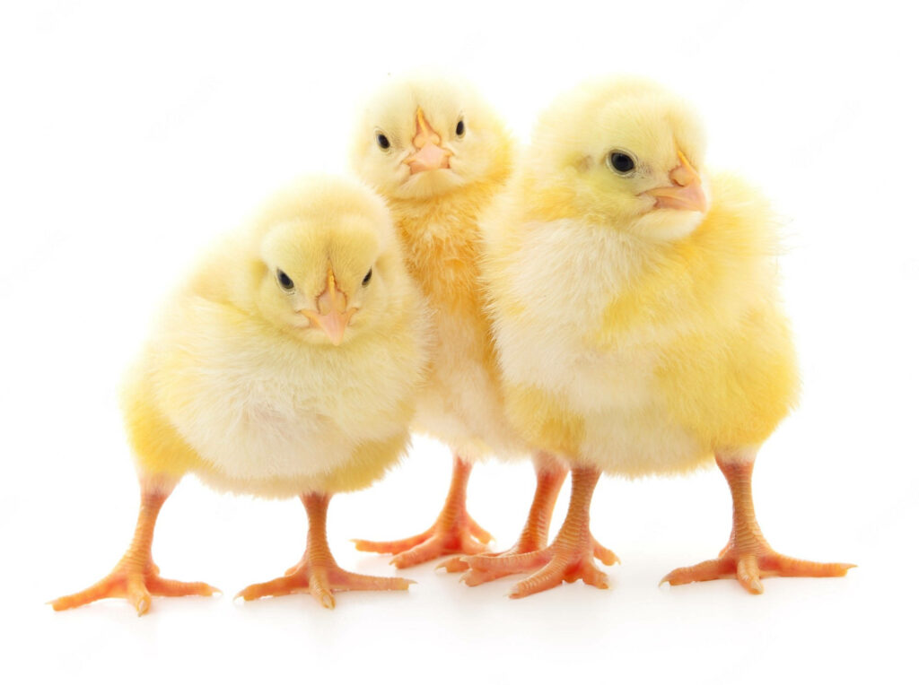 Adorable Yellow Chicks on Bright White Background - Cheerful Wallpaper