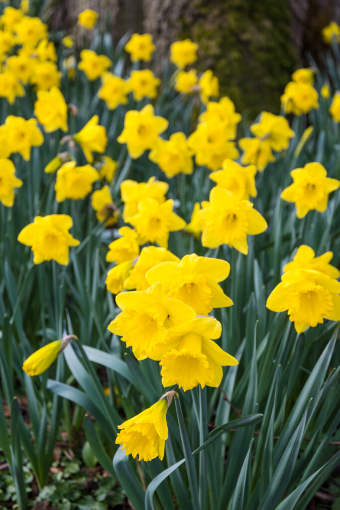 Cheerful Yellow Daffodils on Lush Green Background Wallpaper