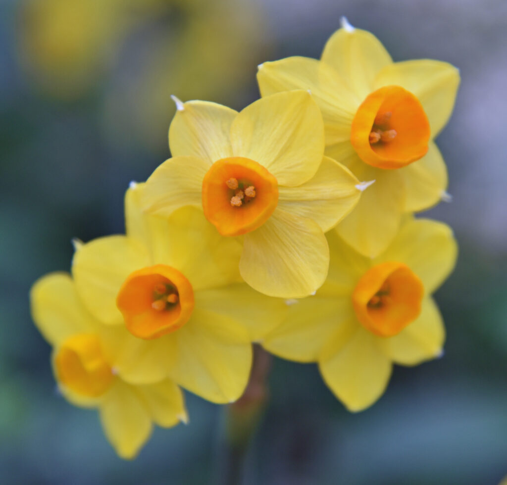 Bright Yellow Daffodils Wallpaper - Cheerful Spring Background