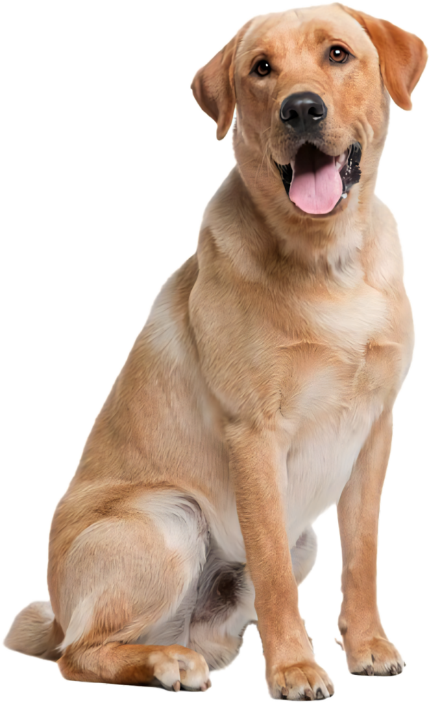 Cheerful Yellow Labrador Wallpaper: Warm & Welcoming Background