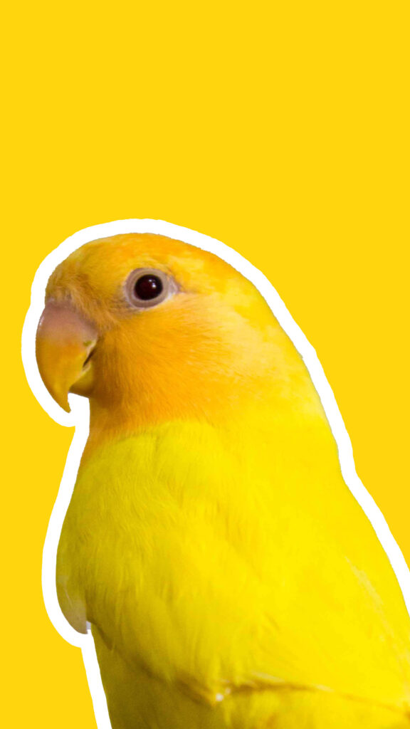 Vibrant Yellow Parrot Wallpaper: Cheerful Background for Devices