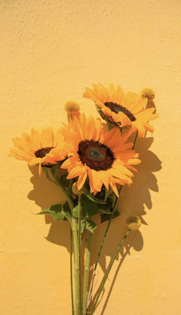 Bright Yellow Sunflower Wallpaper for a Cheerful Background