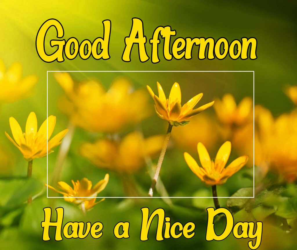 Cheerful yellow wildflowers in sunny meadow with Good Afternoon and Have a Nice Day text wallpaper