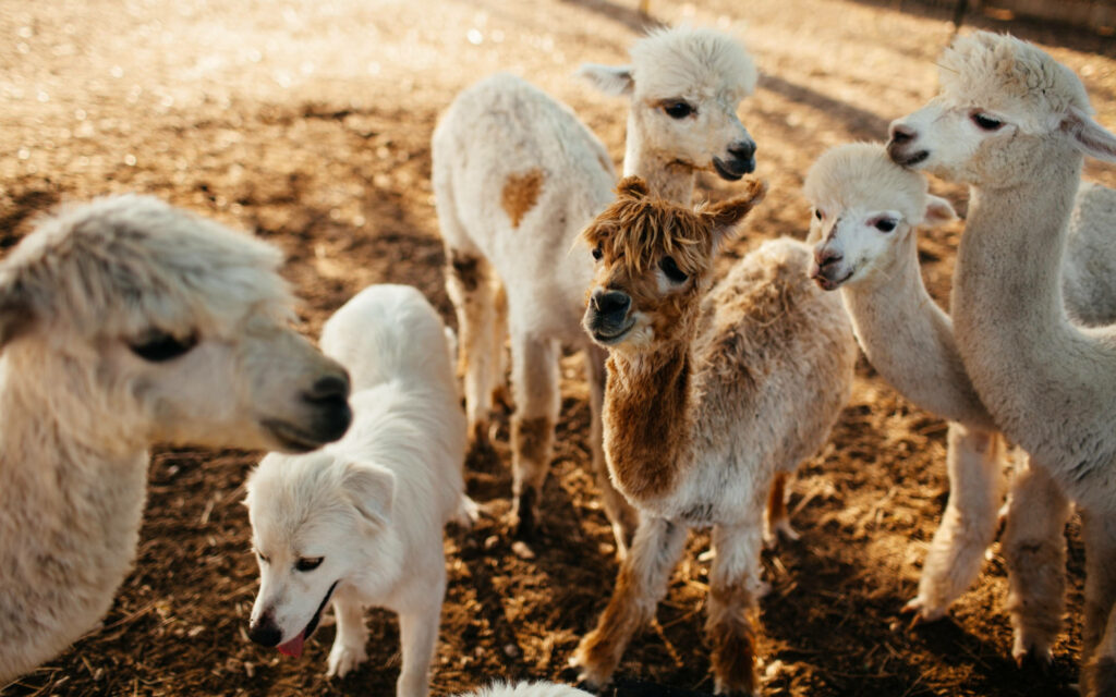 Young alpacas with fluffy coats stand on sunny earthy ground cheerful lively wallpaper background