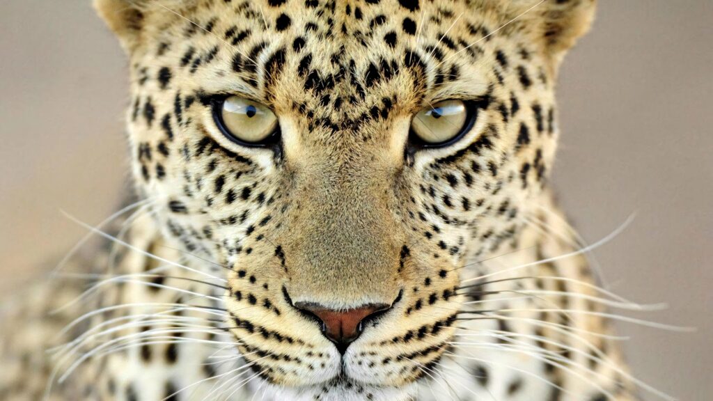 Close-up of a cheetah with piercing eyes and spotted golden fur wildlife desktop wallpaper