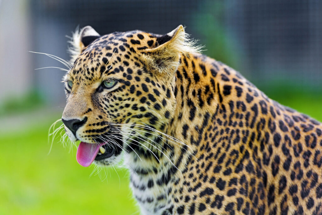 Close-up cheetah wallpaper showing vivid golden fur black spots tongue out sharp gaze green background