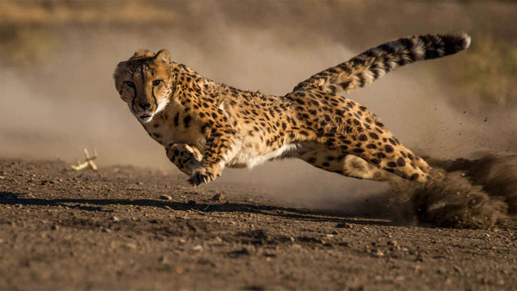 Cheetah Sprinting Across Dusty Safari Landscape - Dynamic Wallpaper