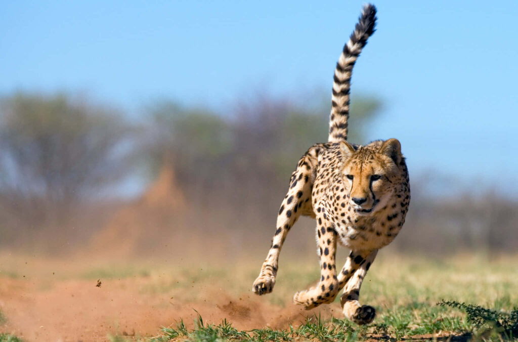 Cheetah Sprinting in Savannah: Dynamic Wallpaper of Agility