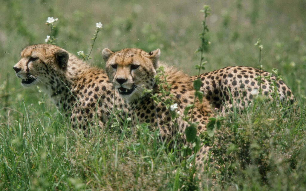 Serene Cheetahs in Lush African Savannah Wallpaper Background