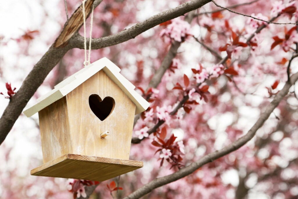 Blooming Love: A Serene Retreat for Feathered Friends in Spring Wallpaper