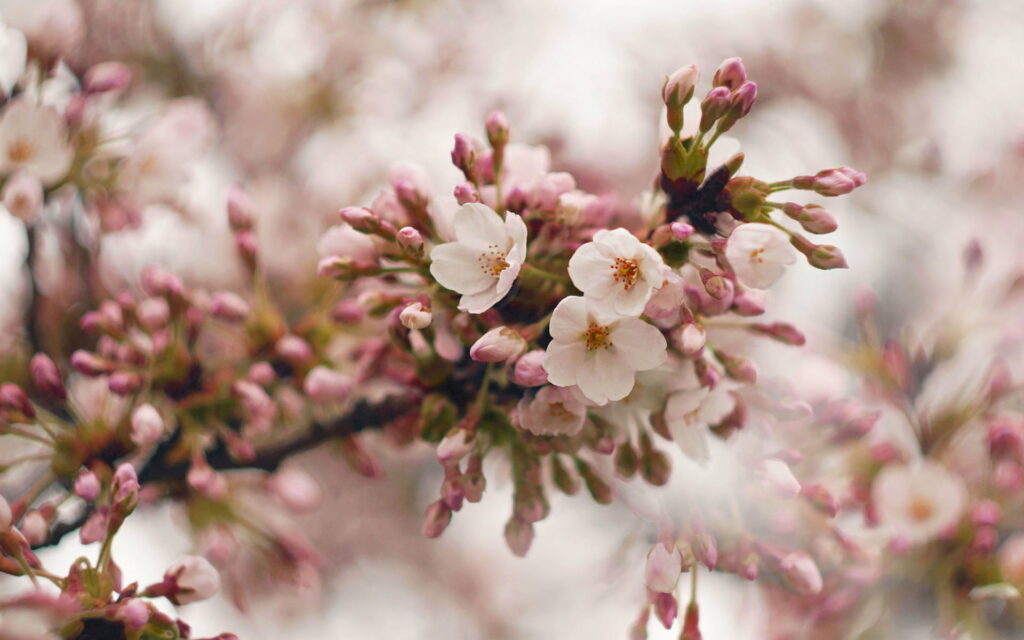Blossoming Beauty: A Captivating Pink Cherry Blossom Branch in a Serene Spring Background Wallpaper