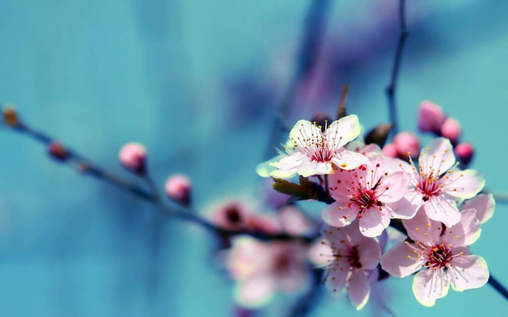 Breathtaking Cherry Blossom Bliss: A Captivating Floral Haven in Stunning HD Wallpaper