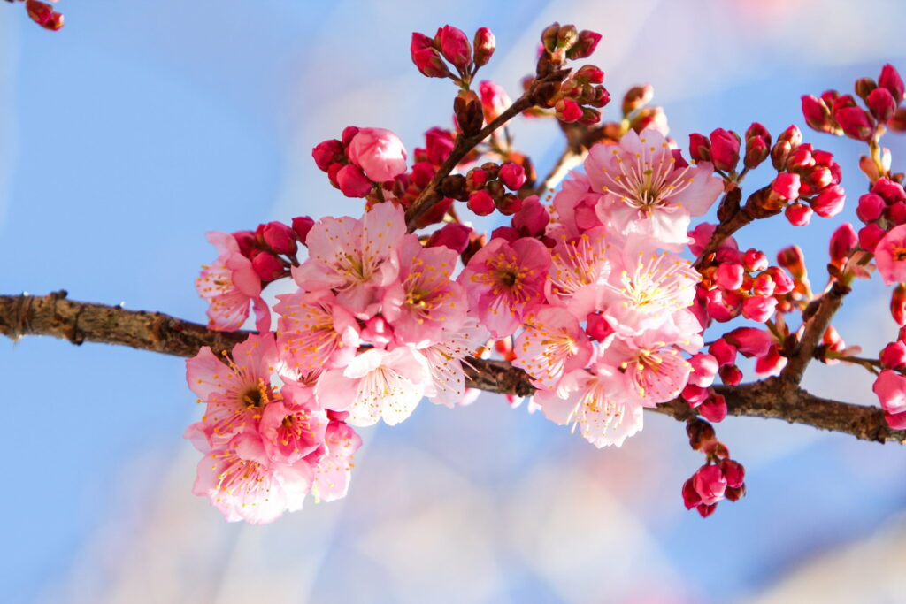 Cherry Blossoms in Full Bloom: A Serene Springtime Scene in Japan Wallpaper