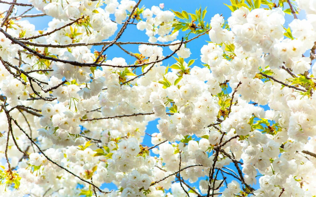 Blossoming Serenity: Captivating Cherry Blossoms in Full Spring Bloom Against a Scenic Blue Sky - High Definition Wallpaper of Delicate White Flowers