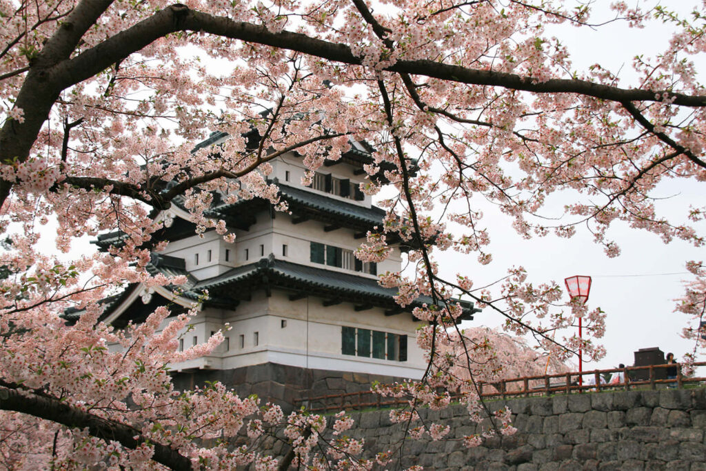 Cherry blossom branches framing Hirosaki Castle showcasing traditional Japanese spring elegance Wallpaper