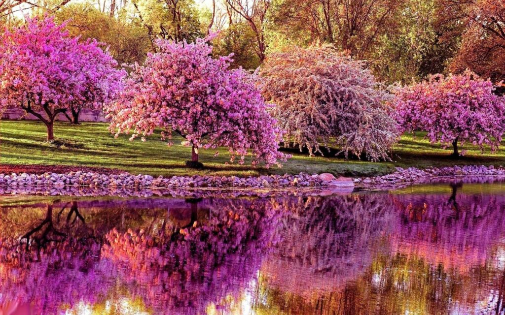 Cherry trees in full bloom reflected in a calm pond with lush greenery and sunlight wallpaper